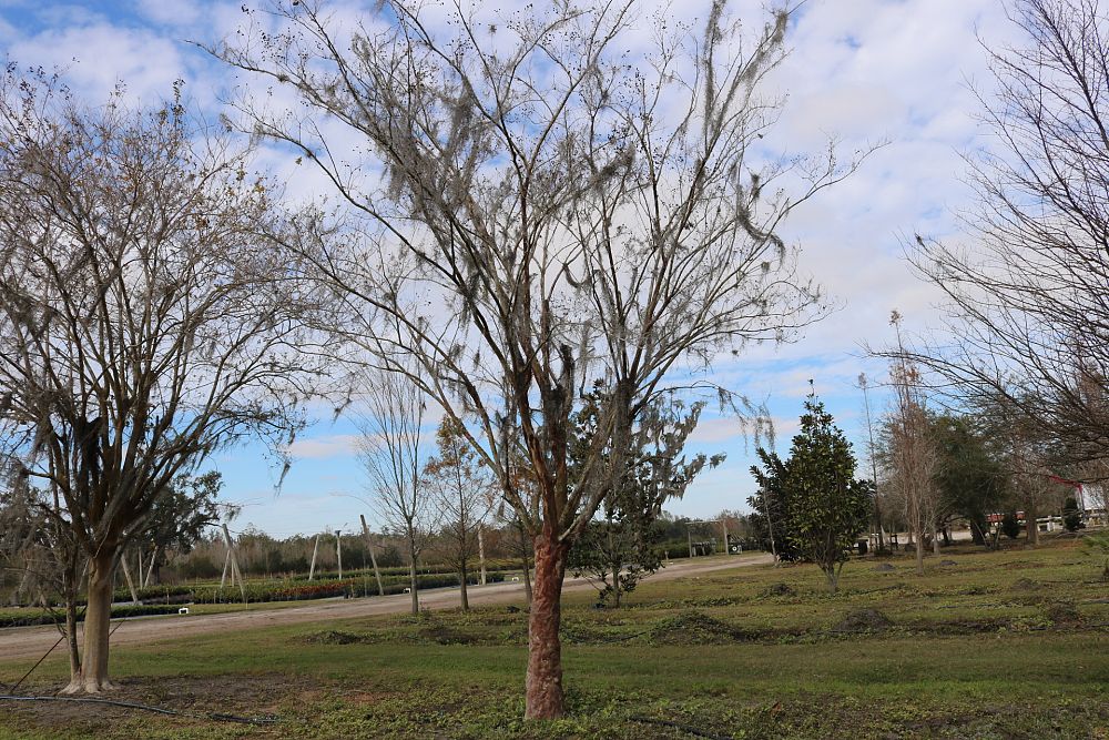 lagerstroemia-fauriei-natchez-japanese-crape-myrtle