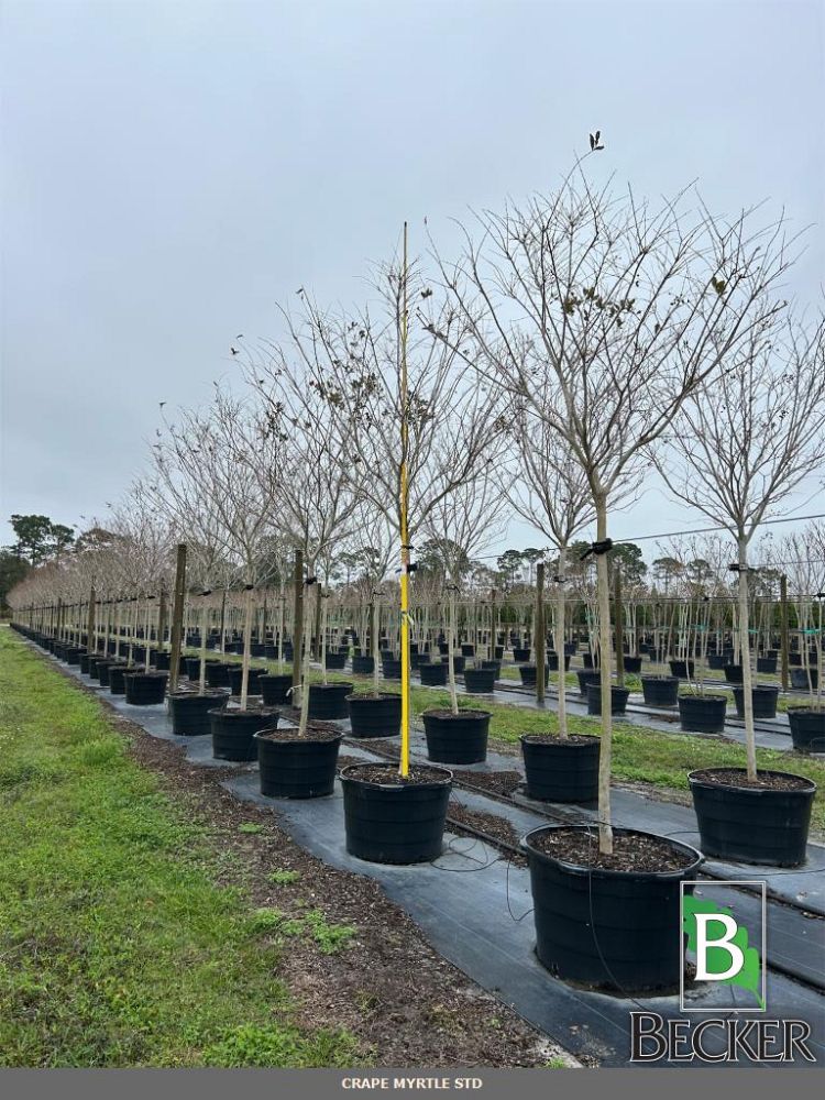 lagerstroemia-fauriei-natchez-japanese-crape-myrtle