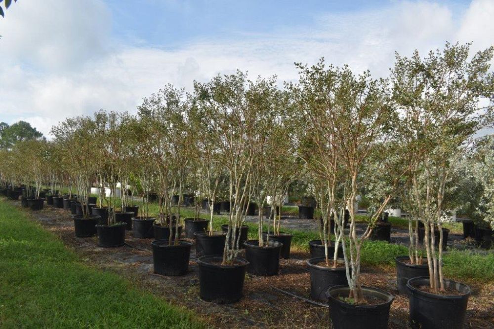 lagerstroemia-fauriei-tuscarora-japanese-crape-myrtle