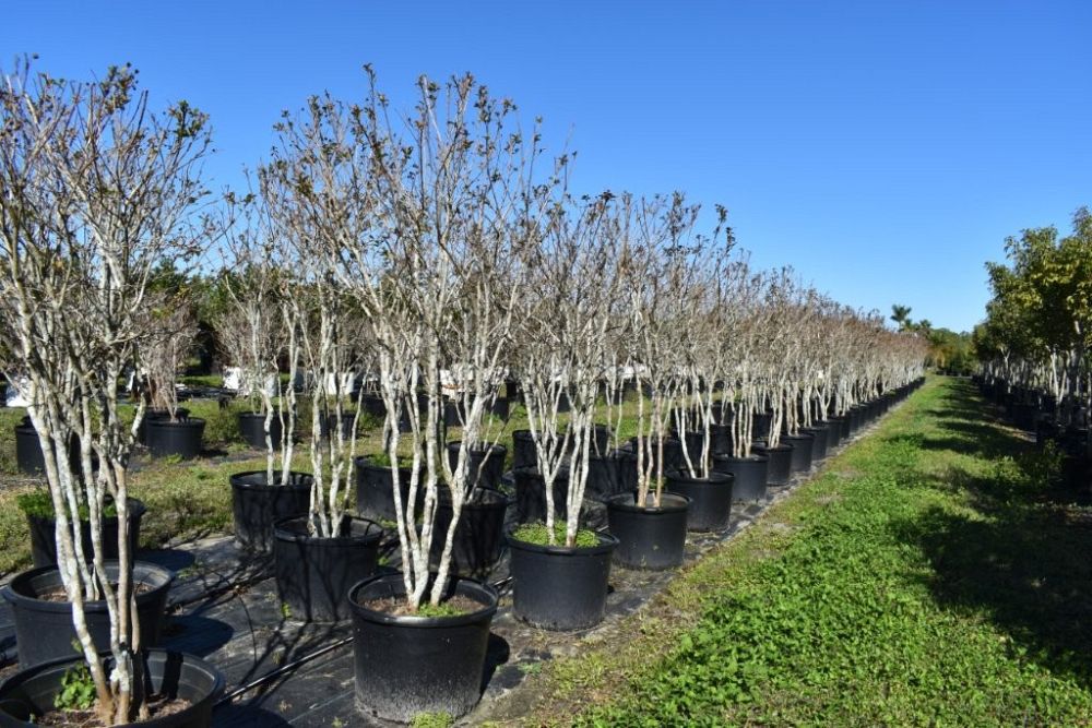 lagerstroemia-fauriei-tuscarora-japanese-crape-myrtle