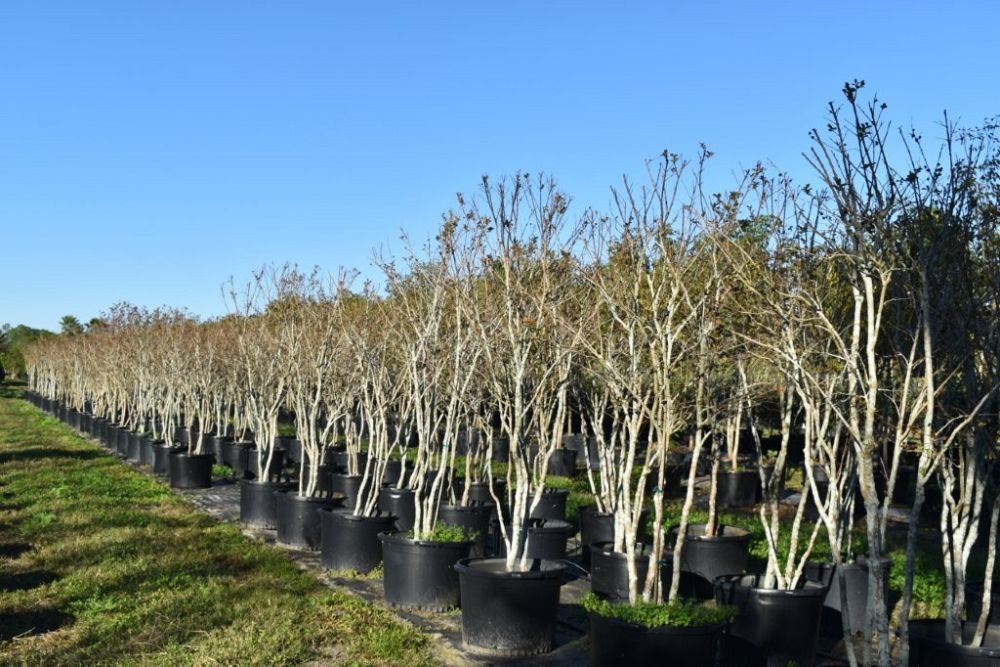 lagerstroemia-fauriei-tuscarora-japanese-crape-myrtle