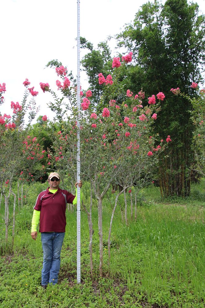 lagerstroemia-fauriei-tuscarora-japanese-crape-myrtle