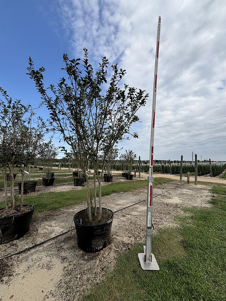 lagerstroemia-fauriei-tuscarora-japanese-crape-myrtle