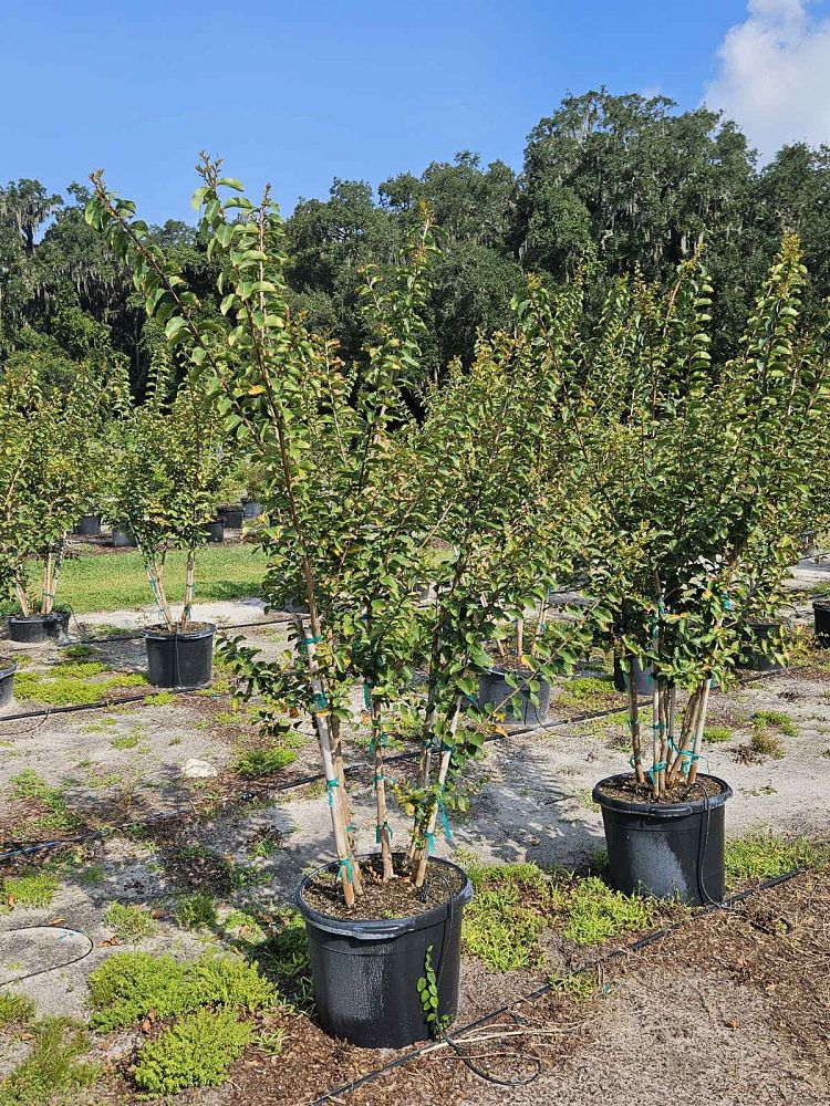 lagerstroemia-fauriei-tuscarora-japanese-crape-myrtle