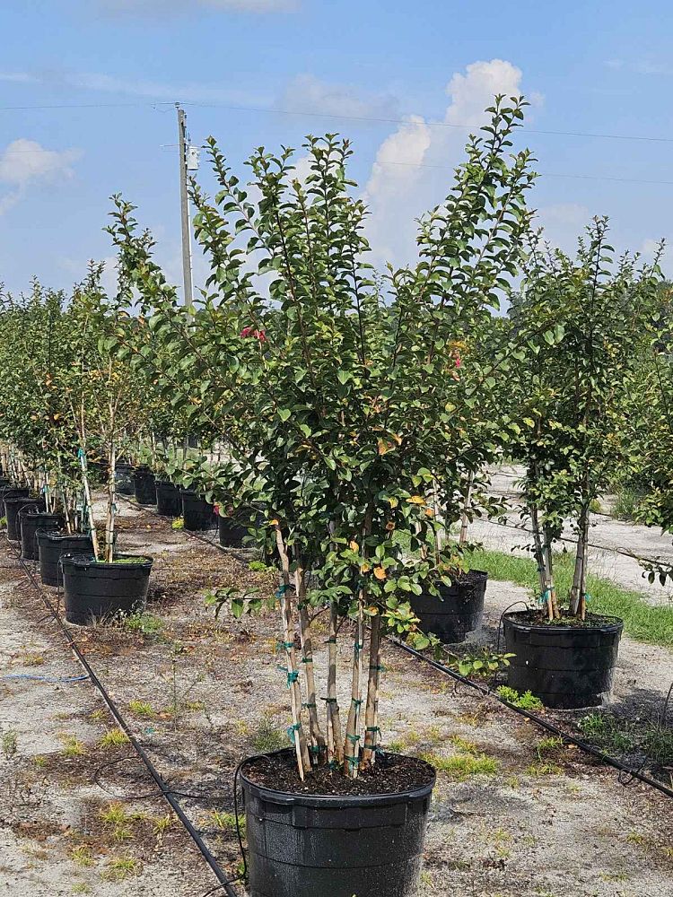 lagerstroemia-fauriei-tuscarora-japanese-crape-myrtle