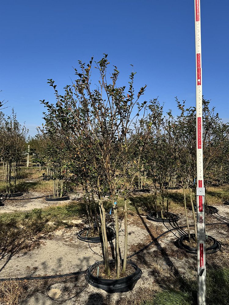 lagerstroemia-fauriei-tuscarora-japanese-crape-myrtle