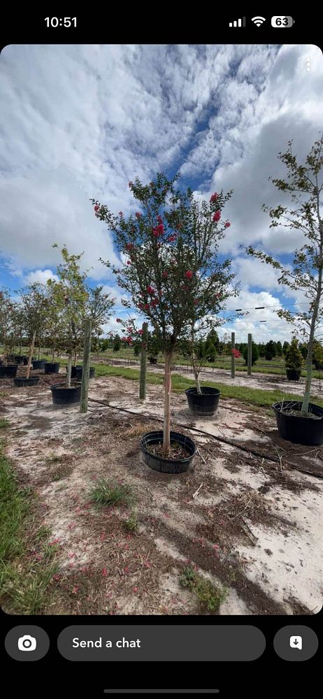 lagerstroemia-fauriei-tuscarora-japanese-crape-myrtle