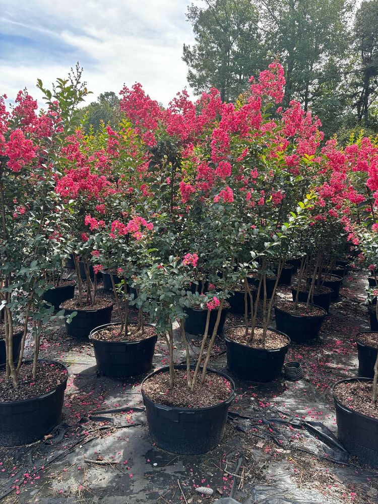 lagerstroemia-fauriei-tuscarora-japanese-crape-myrtle