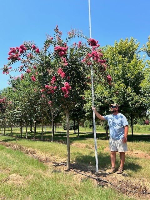 lagerstroemia-fauriei-tuscarora-japanese-crape-myrtle