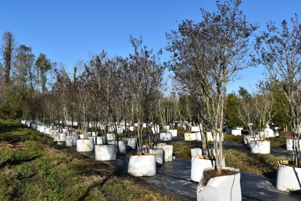 lagerstroemia-fauriei-tuscarora-japanese-crape-myrtle