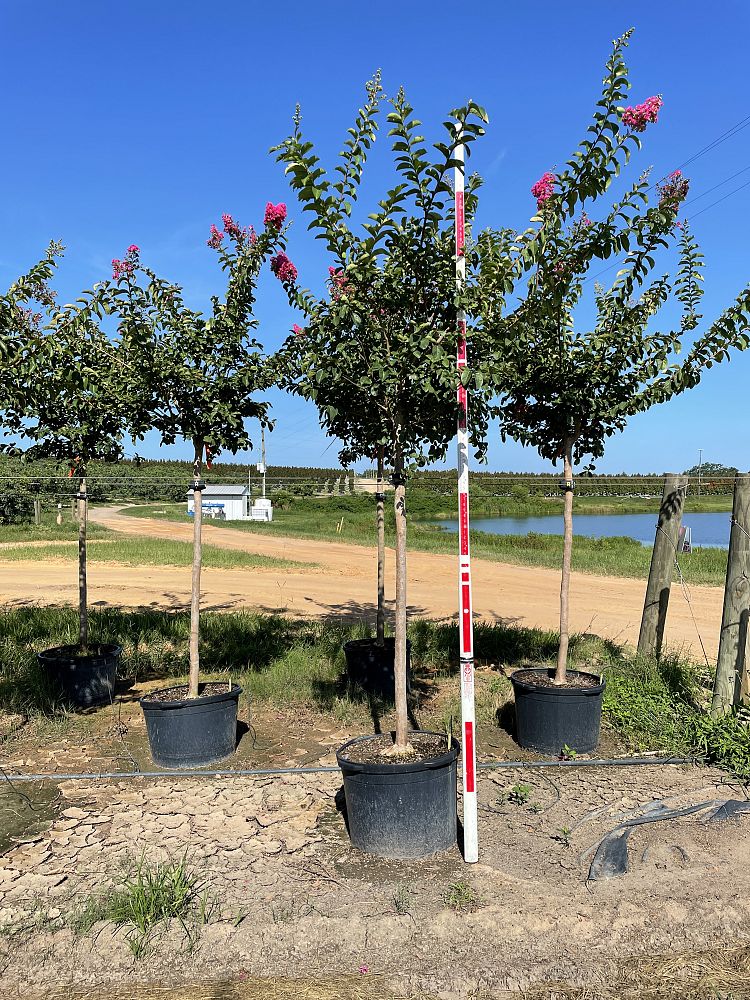 lagerstroemia-fauriei-tuskegee-japanese-crape-myrtle