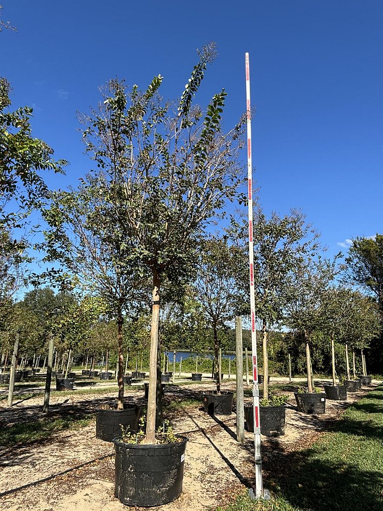 lagerstroemia-fauriei-tuskegee-japanese-crape-myrtle