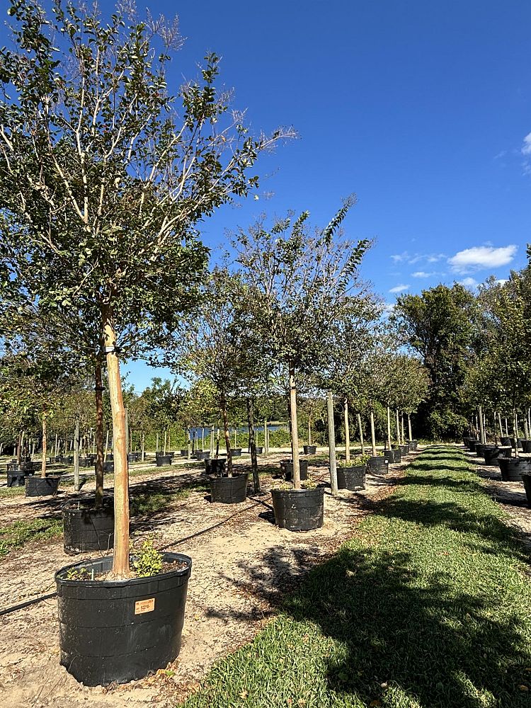 lagerstroemia-fauriei-tuskegee-japanese-crape-myrtle