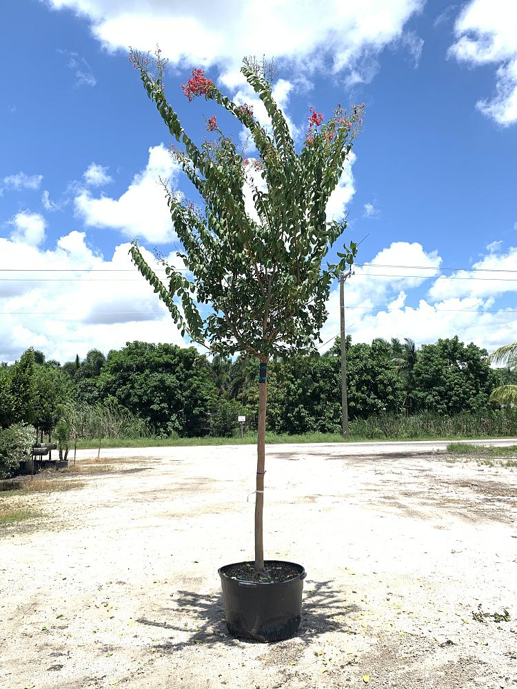 lagerstroemia-fauriei-tuskegee-japanese-crape-myrtle