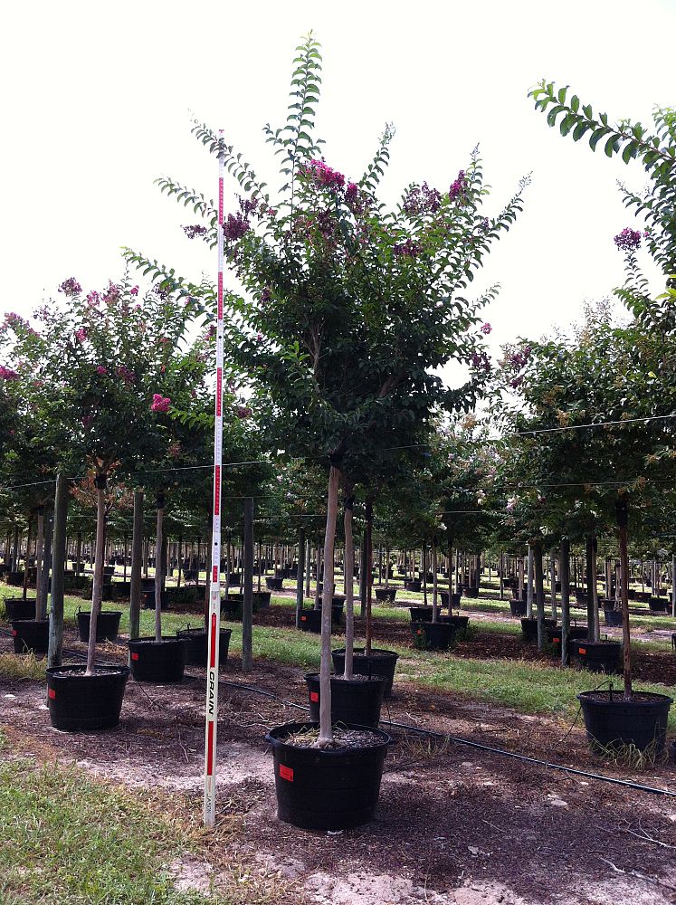 lagerstroemia-fauriei-tuskegee-japanese-crape-myrtle