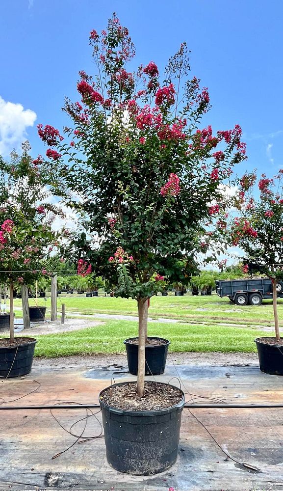 lagerstroemia-fauriei-tuskegee-japanese-crape-myrtle