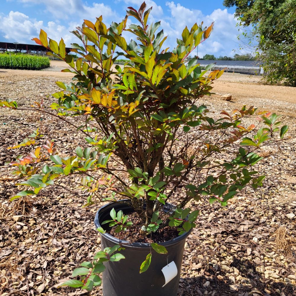 lagerstroemia-hybrid-piilag-b5-enduring-red-crapemyrtle