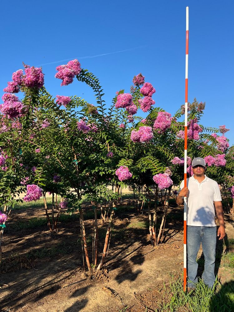 lagerstroemia-indica-apalachee-crape-myrtle