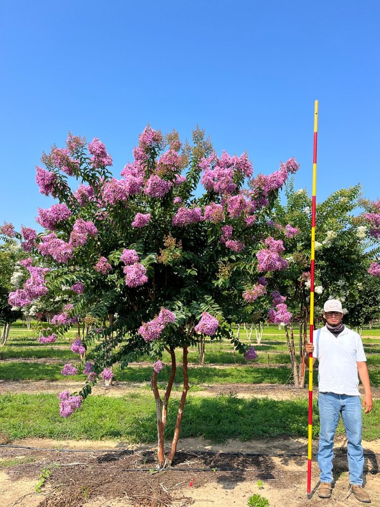 lagerstroemia-indica-apalachee-crape-myrtle