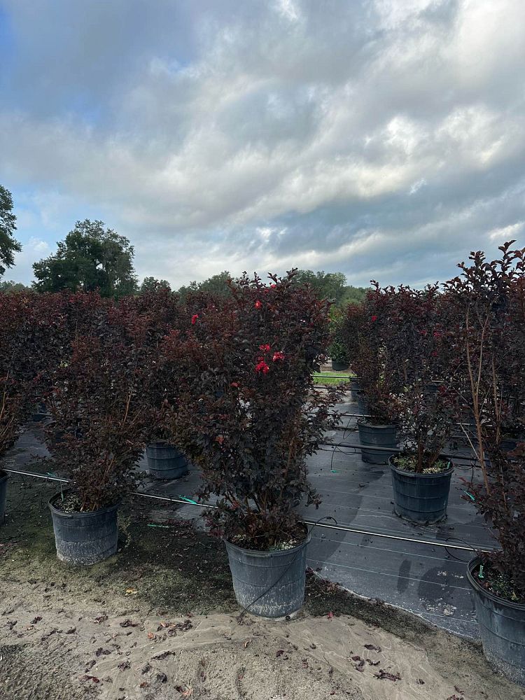 lagerstroemia-indica-black-diamond-best-red-crape-myrtle