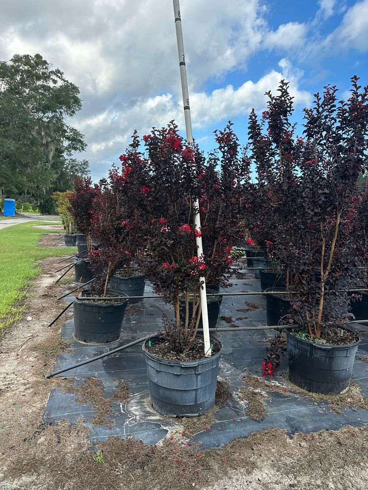 lagerstroemia-indica-black-diamond-best-red-crape-myrtle