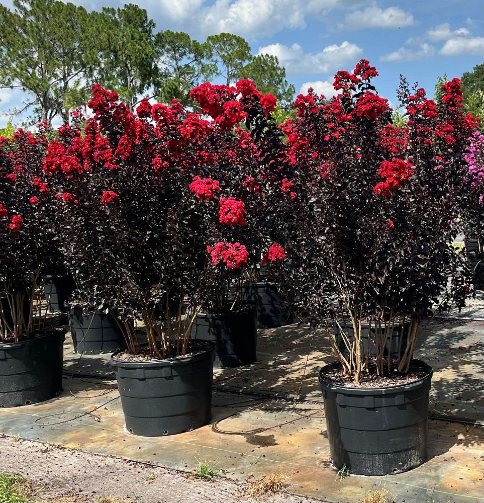 lagerstroemia-indica-black-diamond-crimson-red-crape-myrtle