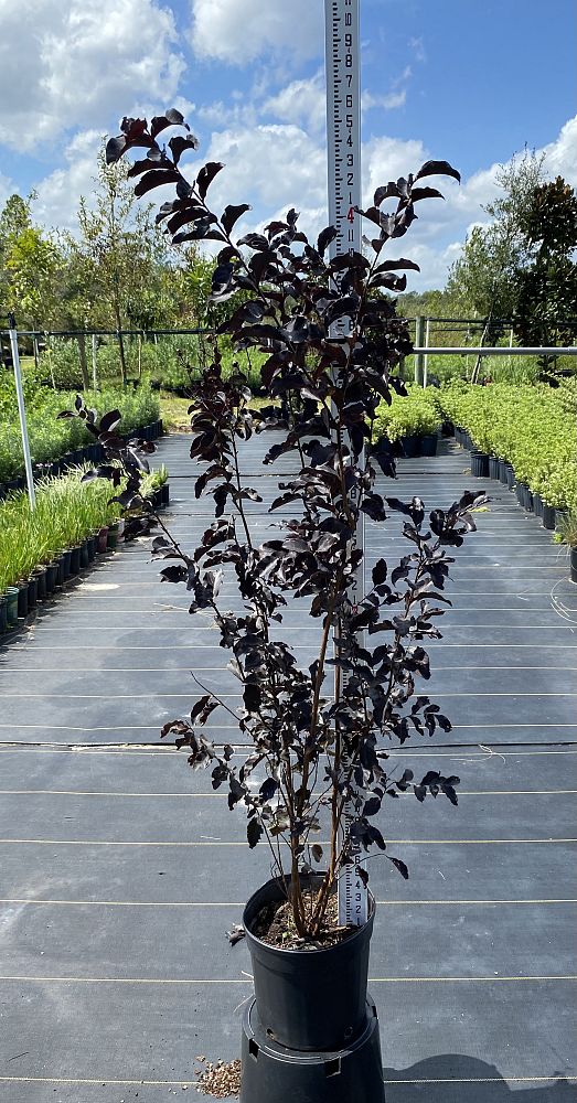 lagerstroemia-indica-black-diamond-crimson-red-crape-myrtle