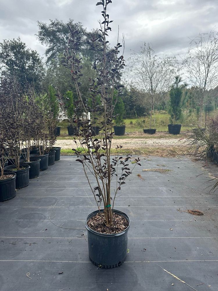 lagerstroemia-indica-black-diamond-pure-white-crape-myrtle