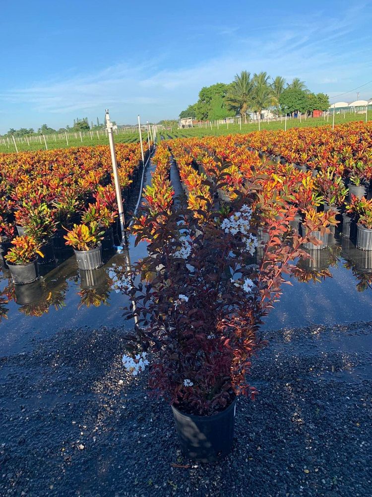 lagerstroemia-indica-black-diamond-pure-white-crape-myrtle