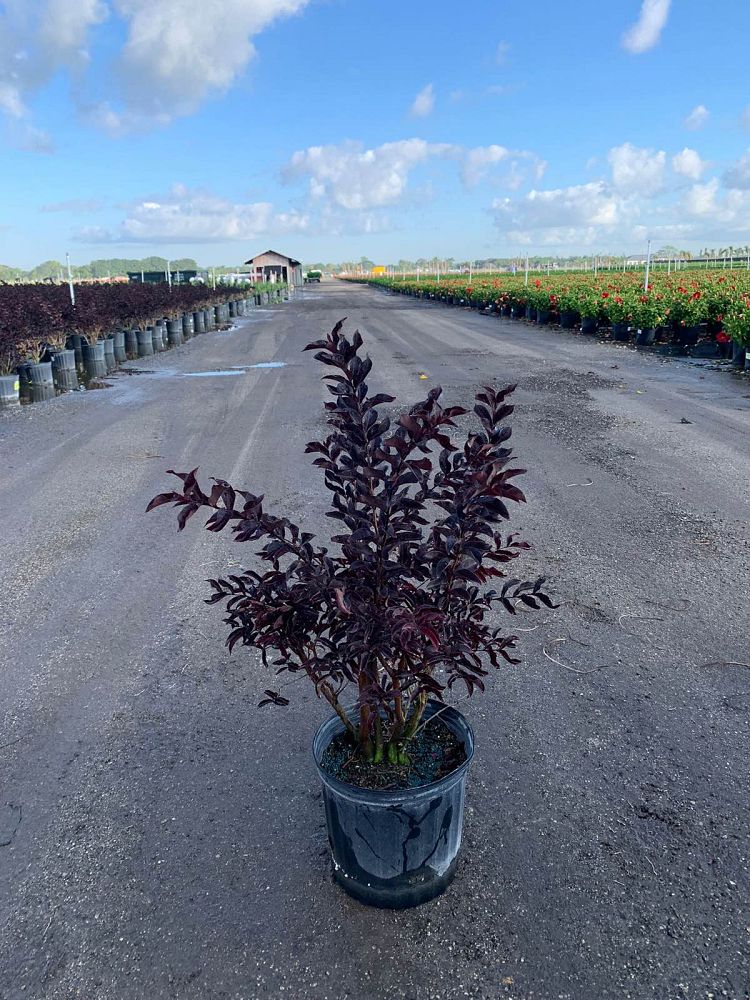 lagerstroemia-indica-black-diamond-pure-white-crape-myrtle