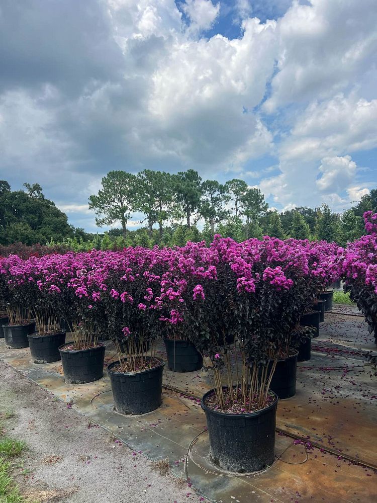 lagerstroemia-indica-black-diamond-purely-purple-crape-myrtle