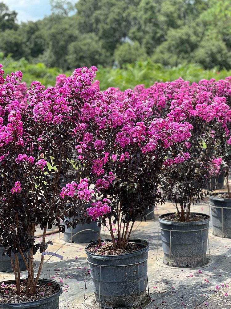 lagerstroemia-indica-black-diamond-purely-purple-crape-myrtle