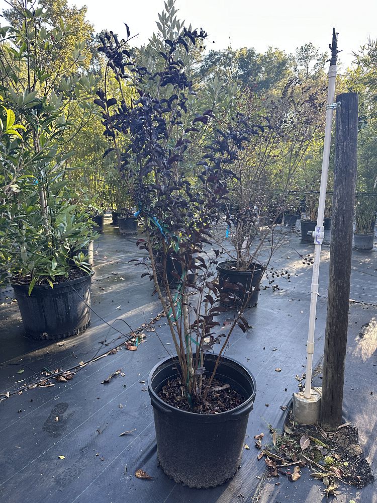 lagerstroemia-indica-black-diamond-purely-purple-crape-myrtle