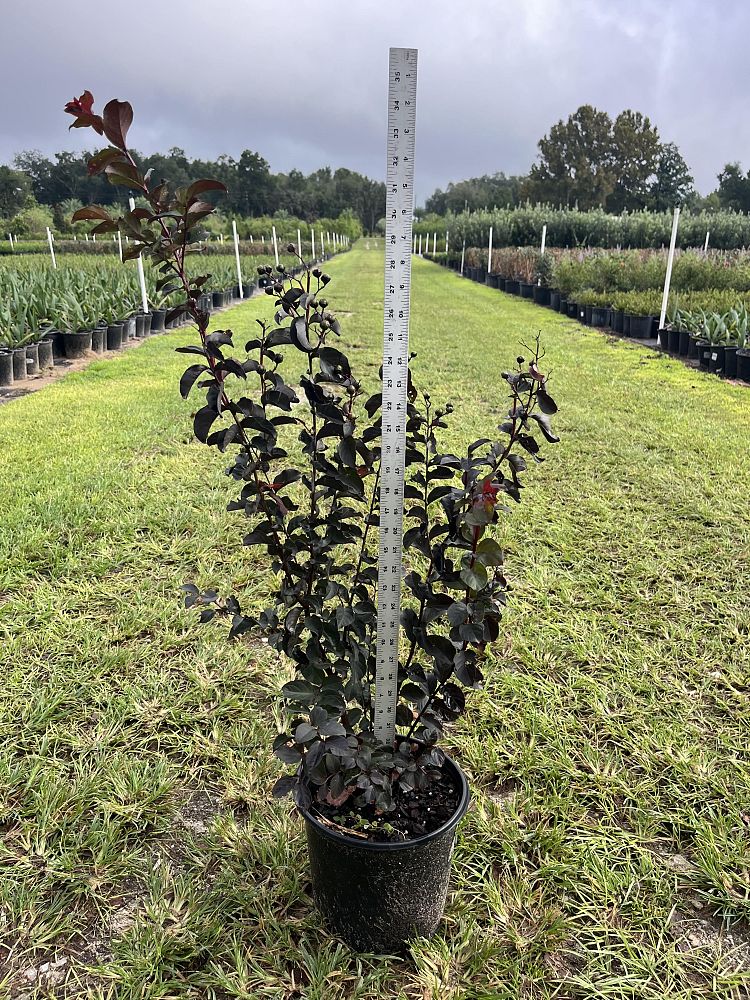 lagerstroemia-indica-black-diamond-red-hot-crape-myrtle