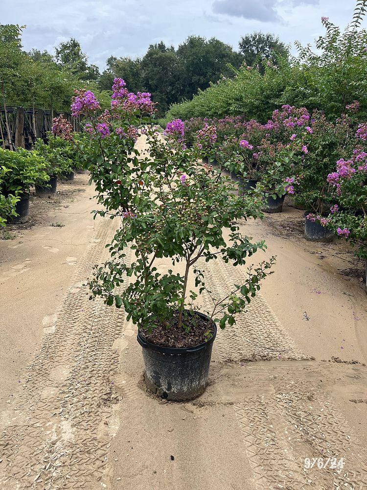 lagerstroemia-indica-catawba-crape-myrtle