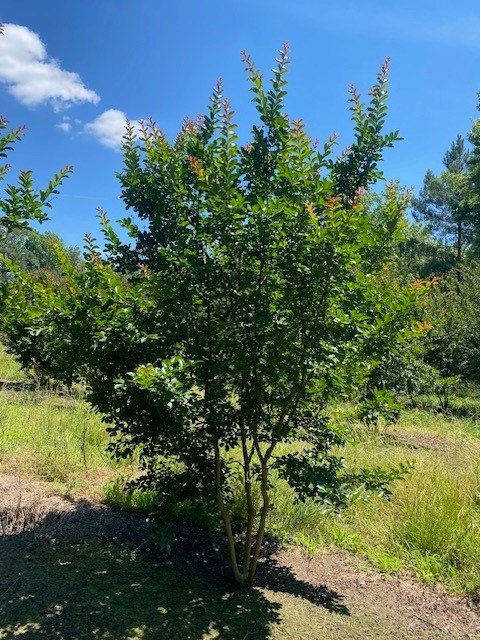 lagerstroemia-indica-catawba-crape-myrtle