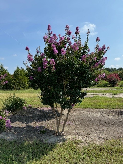 lagerstroemia-indica-catawba-crape-myrtle