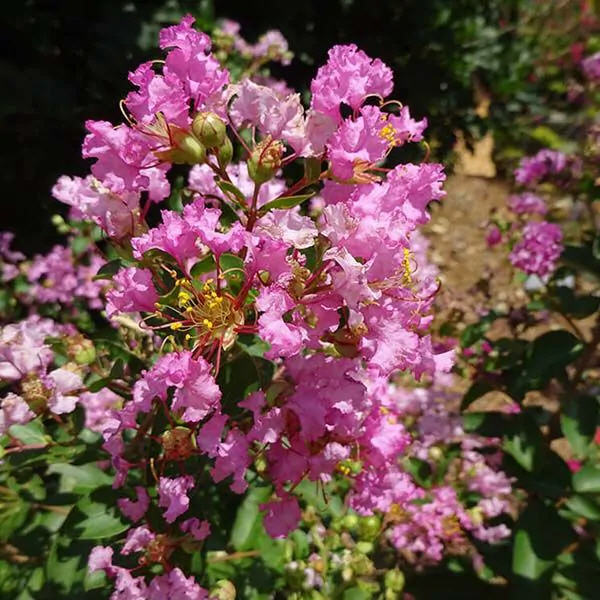 lagerstroemia-indica-cotton-candy-crape-myrtle
