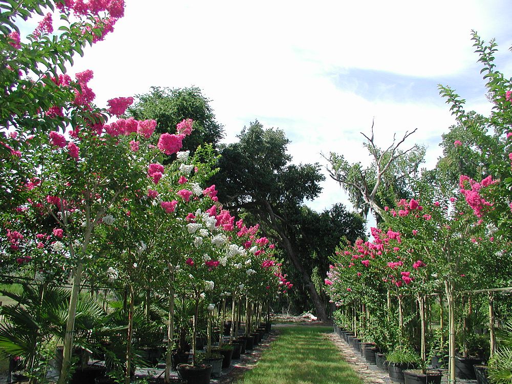 Pink Pearl » Store » Tomorrow's Harvest by Burchell Nursery
