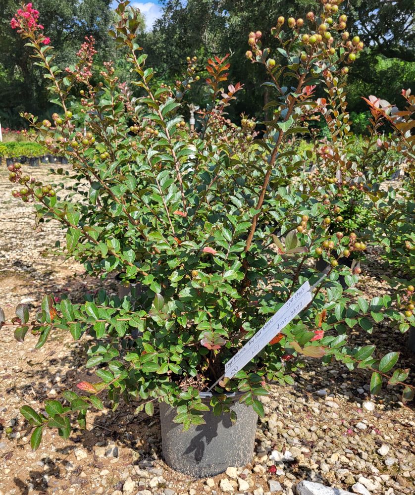 lagerstroemia-indica-faifarlag-my-fair-myrtle-trade-crapemyrtle