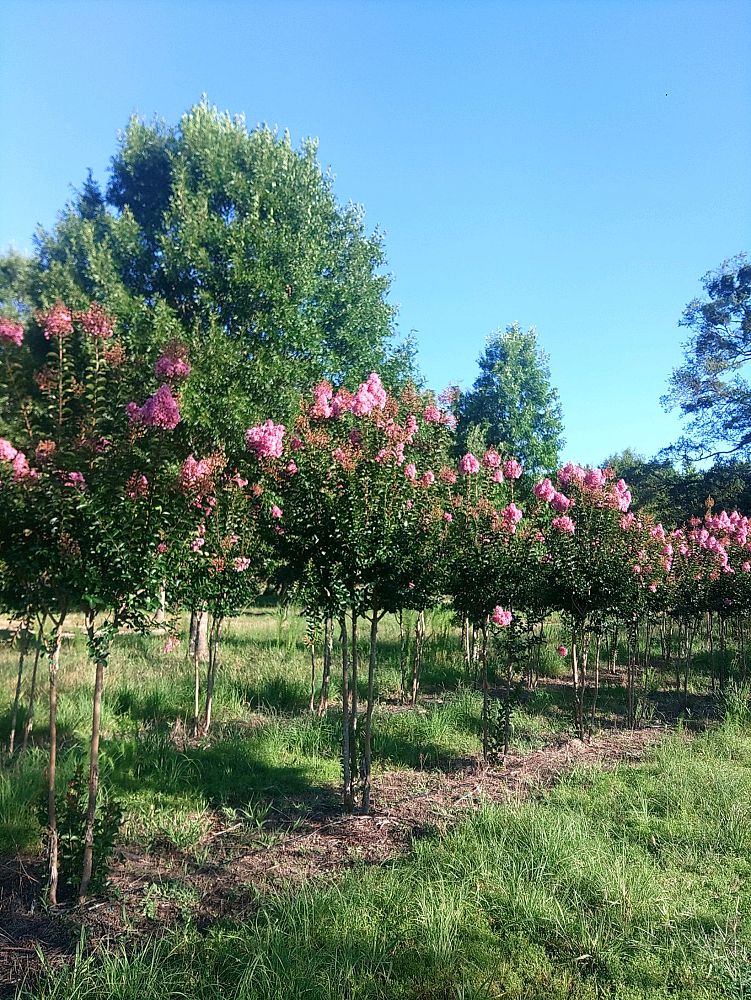 lagerstroemia-indica-sioux-crape-myrtle