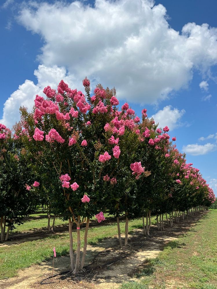 lagerstroemia-indica-sioux-crape-myrtle