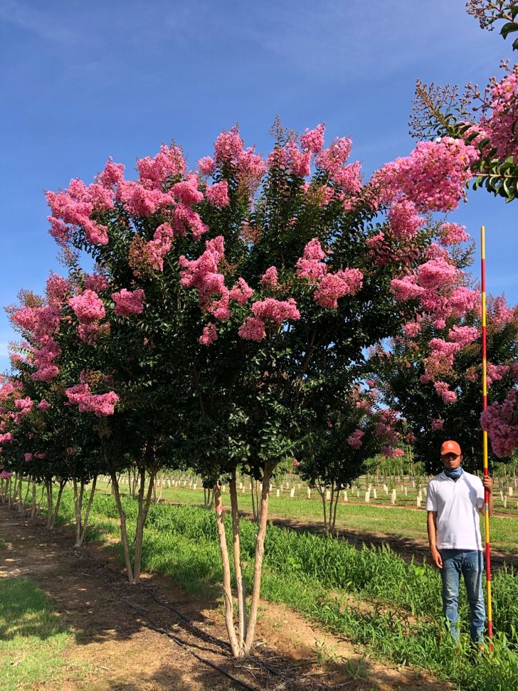 lagerstroemia-indica-sioux-crape-myrtle