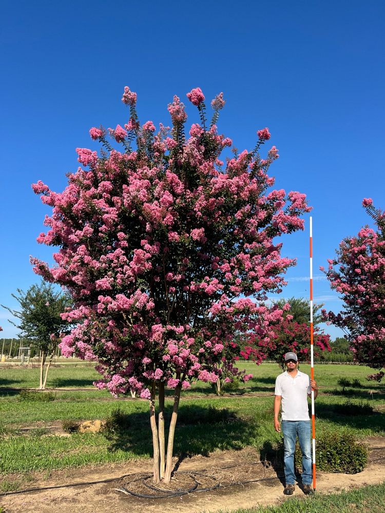 lagerstroemia-indica-sioux-crape-myrtle