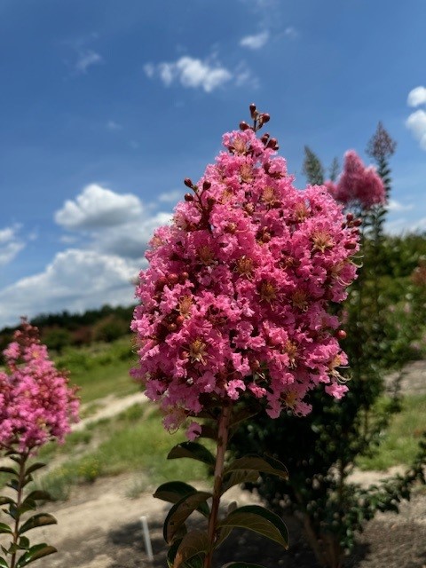 lagerstroemia-indica-sioux-crape-myrtle