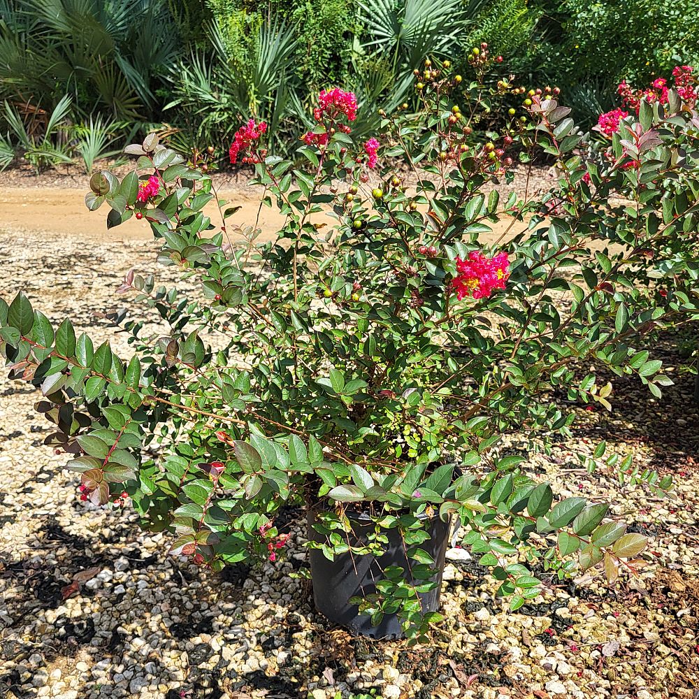 lagerstroemia-indica-strawconbel-bellini-reg-strawberry-crapemyrtle