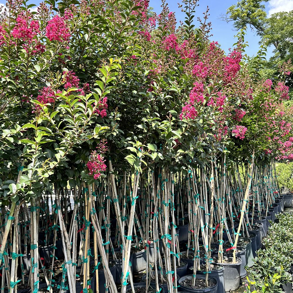 lagerstroemia-indica-tonto-crape-myrtle