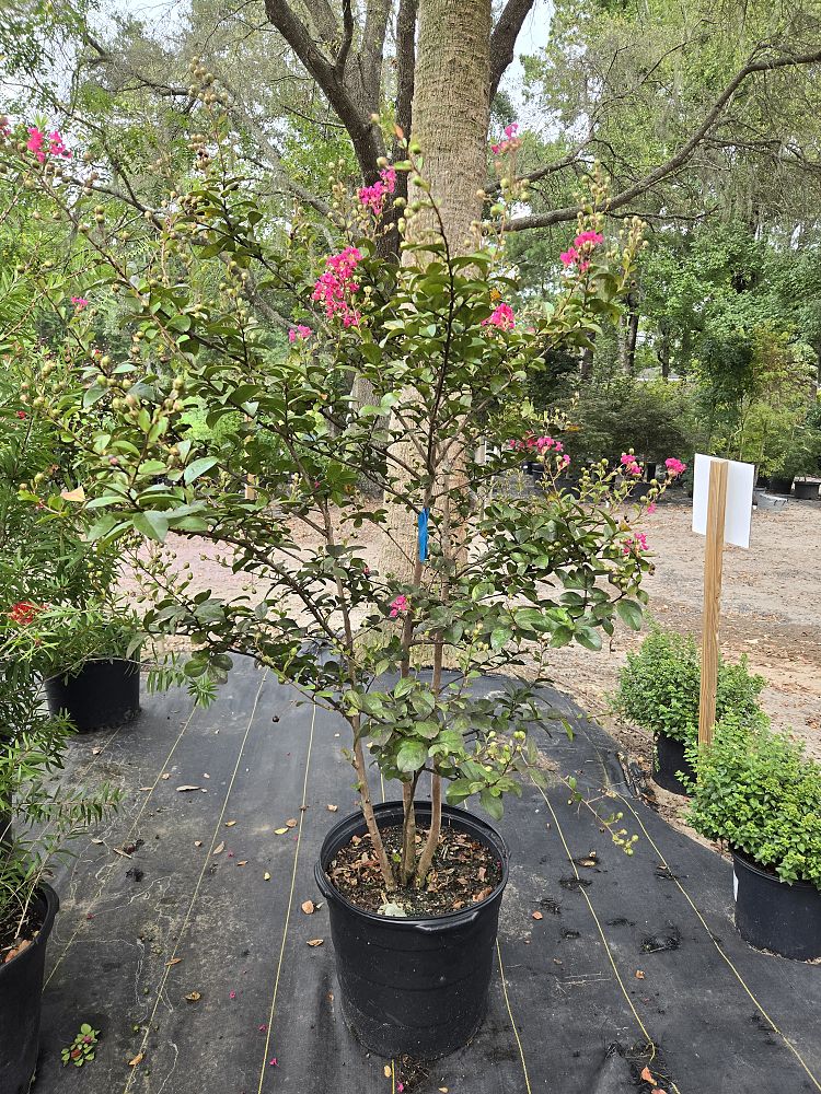 lagerstroemia-indica-tonto-crape-myrtle