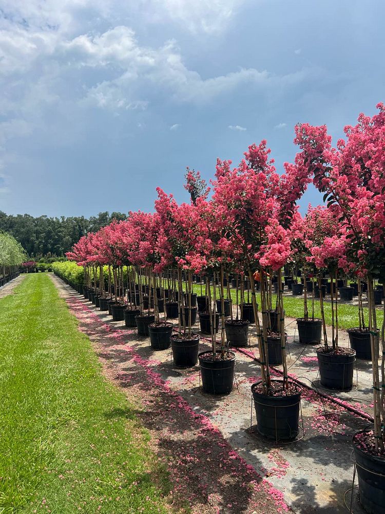 lagerstroemia-indica-tuscarora-crape-myrtle