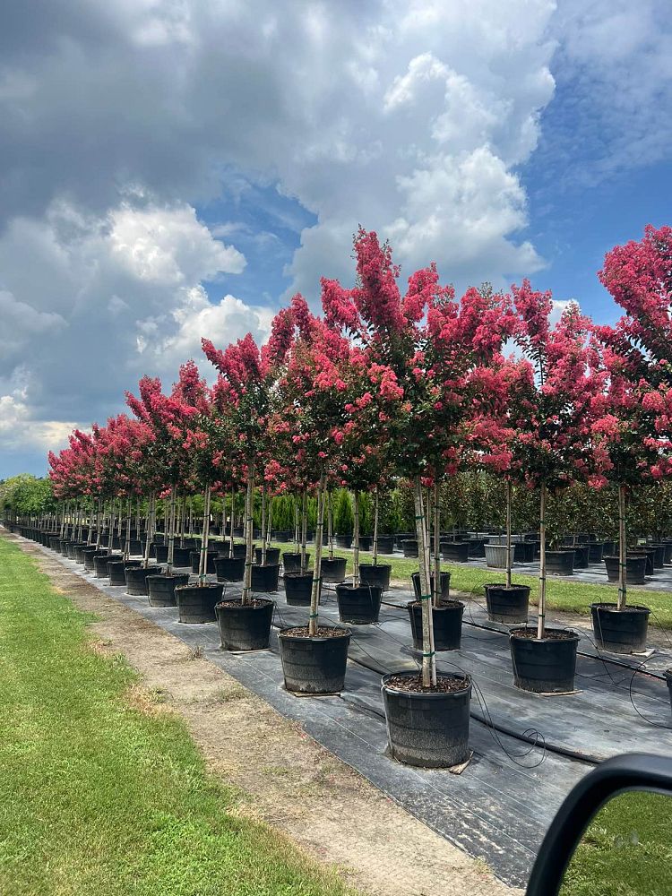 lagerstroemia-indica-tuscarora-crape-myrtle